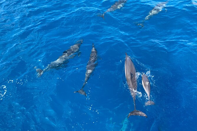 Whale Watching on Big island - Who should book this Big Island whale tour?
