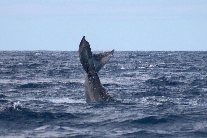 Whale Watching on Big island - Should you book this whale-watching trip?