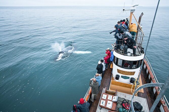 Whale Watching on board a Traditional Oak Boat from Árskógssandur - Key points to know before you go