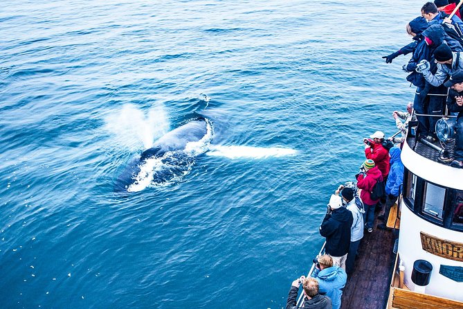 Whale Watching on board a Traditional Oak Boat from Árskógssandur - What the guide adds to the trip