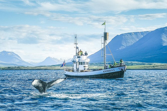 Whale Watching on board a Traditional Oak Boat from Árskógssandur - Hot chocolate and cinnamon buns on the way back