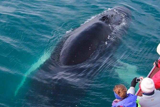 Whale Watching on board a Traditional Oak Boat from Árskógssandur - Who will enjoy this whale watch most?