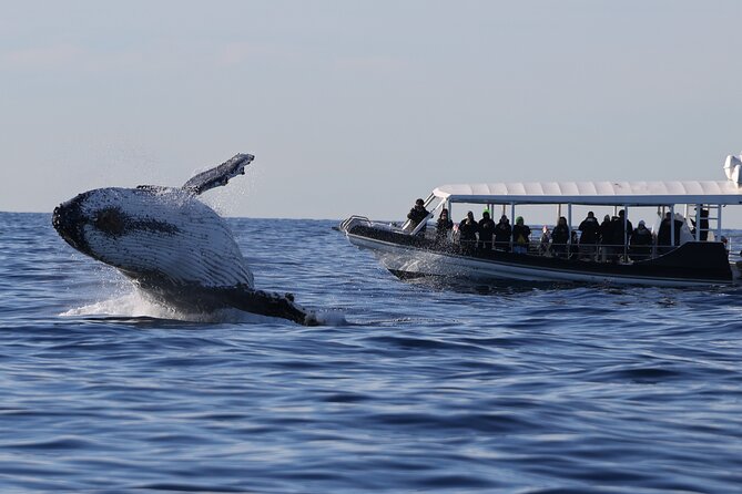 Whale Watching on Speed Boat with canopy from Sydney Harbour - Key points to know before you book