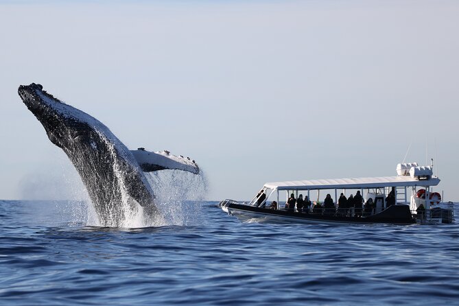 Whale Watching on Speed Boat with canopy from Sydney Harbour - Why this speed boat makes a difference