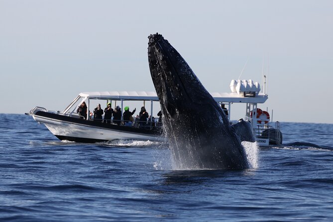 Whale Watching on Speed Boat with canopy from Sydney Harbour - Sydney Harbour Bridge and Opera House views