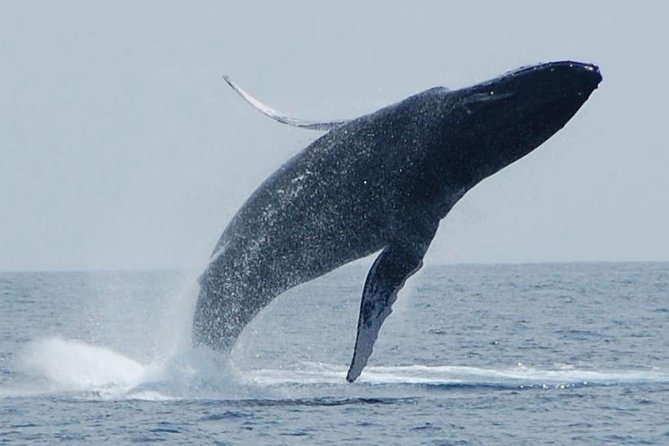 Whale Watching On The Big Island - Key points to know before booking