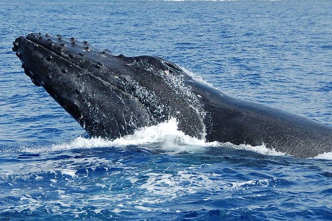 Whale Watching On The Big Island - Who will enjoy this Kona whale watch