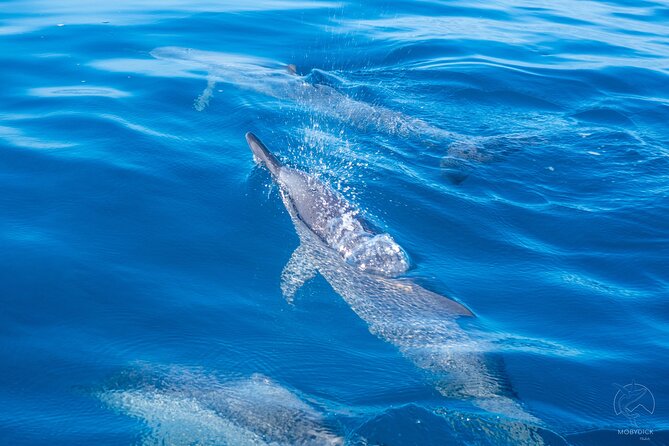 Whale watching on the preserved and quiet coast of Paea (Pk26) - Why Paea’s quiet coast makes a good whale-watching base