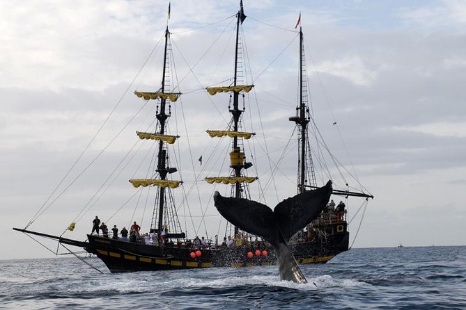 Whale-Watching Pirate Ship Cruise in Los Cabos - A 9 a.m. start at CaboMarina