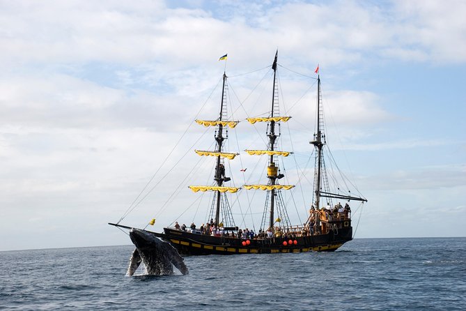 Whale-Watching Pirate Ship Cruise in Los Cabos - Past Lover’s Beach, the Arch, and the sea lions