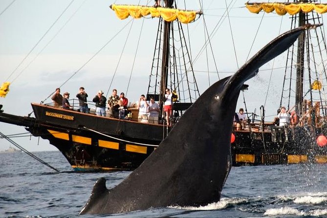 Whale-Watching Pirate Ship Cruise in Los Cabos - Open bar, music, and pirate entertainment