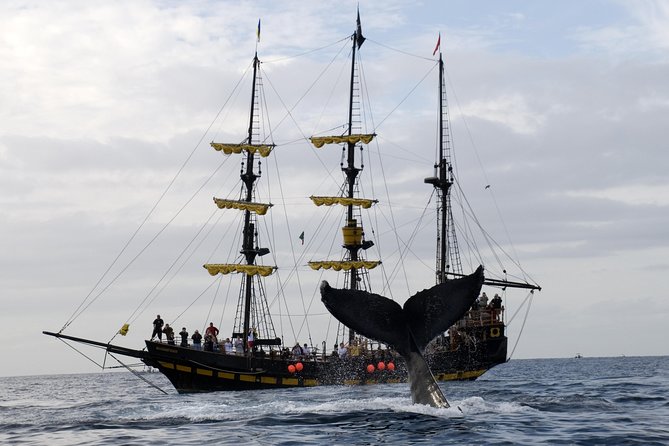 Whale-Watching Pirate Ship Cruise in Los Cabos - How the cruise works for children and older adults