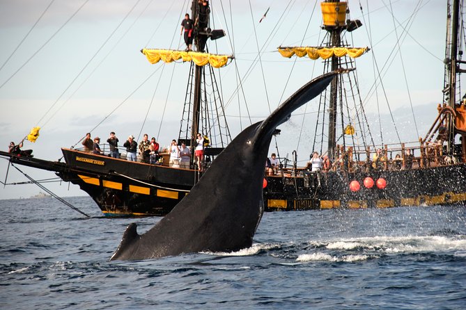 Whale-Watching Pirate Ship Cruise in Los Cabos - What $99 represents in Cabo
