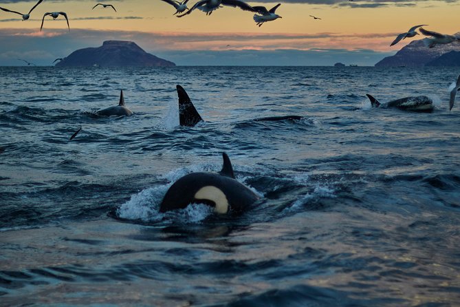 Whale Watching RIB Boat Tour in Skjervoy from Tromso - The 5:20 pickup in Tromsø