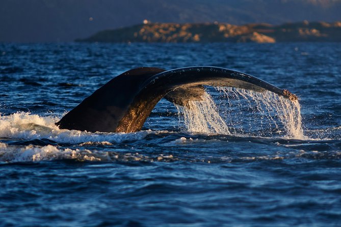 Whale Watching RIB Boat Tour in Skjervoy from Tromso - The RIB ride is part of the attraction