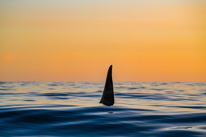 Whale Watching RIB Boat Tour in Skjervoy from Tromso - Orcas, humpbacks, and the luck factor