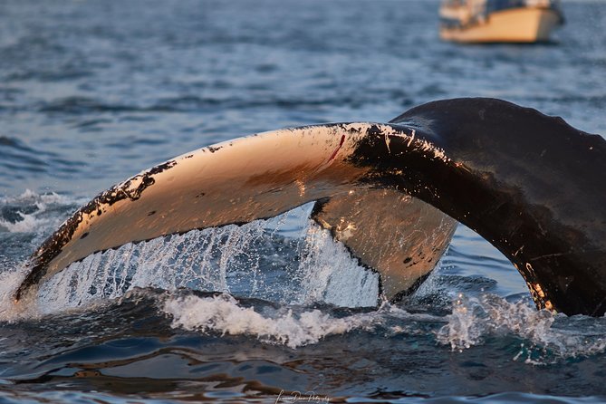 Whale Watching RIB Boat Tour in Skjervoy from Tromso - Guides and the quality of the wildlife experience