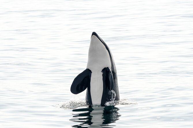 Whale Watching RIB Boat Tour in Skjervoy from Tromso - Lunch, hot drinks, and what is really included
