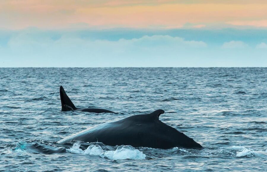 Whale Watching RIB Safari at Skjervøy - Key points to know before you book