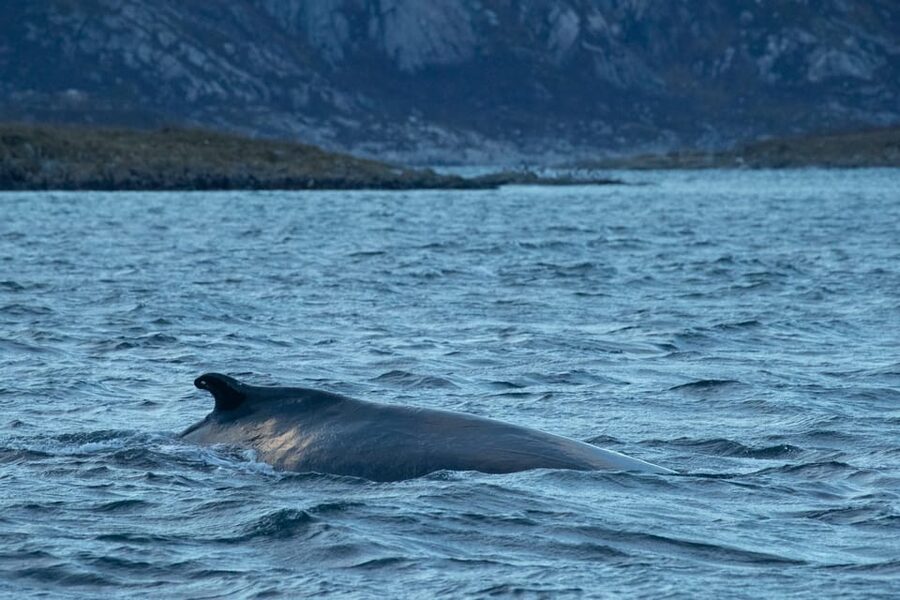Whale Watching RIB Safari at Skjervøy - Why Skjervøy is the right place for whale watching