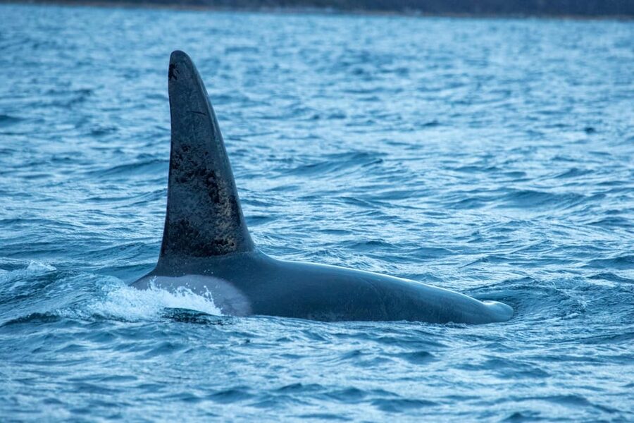Whale Watching RIB Safari at Skjervøy - Wildlife viewing with respect