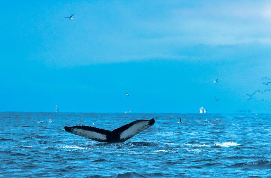 Whale Watching RIB Safari at Skjervøy - Booking details that matter