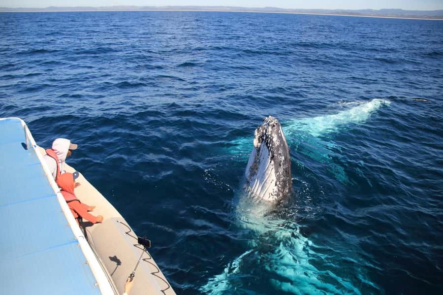 Whale Watching Safari Byron Bay - Why this Byron Bay whale trip feels different
