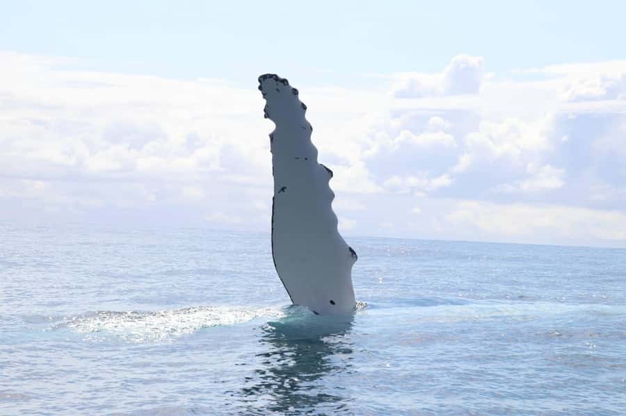 Whale Watching Safari Byron Bay - On board Apollo 2