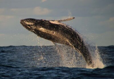 Whale Watching Safari Byron Bay