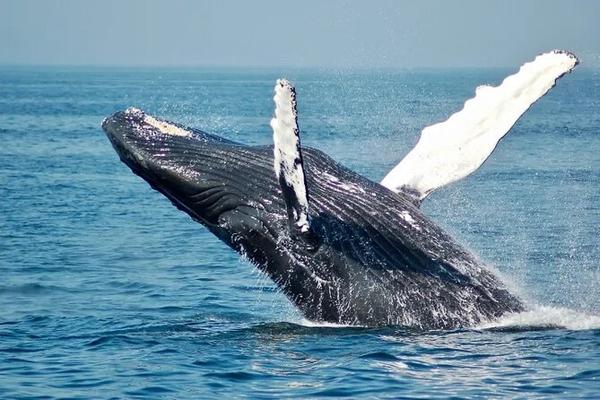 Whale Watching Sail in Honolulu with Open Bar - Setting Out From Waikiki at 3 PM