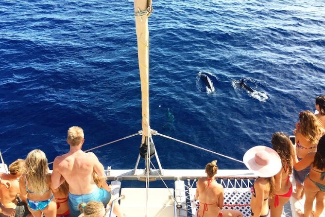Whale Watching Sail in Honolulu with Open Bar - Watching for Humpback Whales in Winter