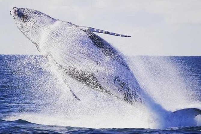 Whale Watching Sailing Experience in Sydney - Crossing toward Port Jackson and the Tasman Sea