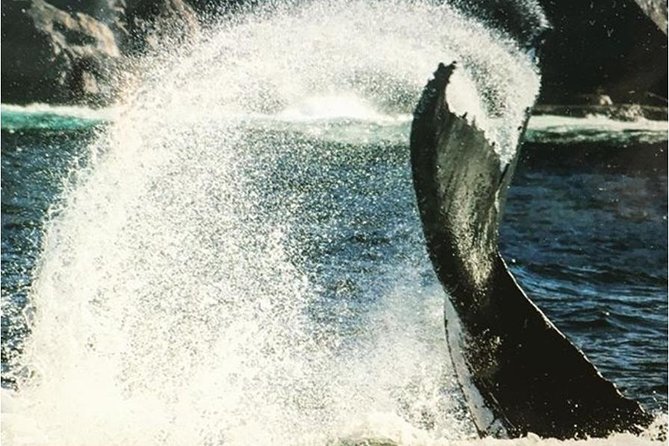 Whale Watching Sailing Experience in Sydney - Why the quiet sailing style matters