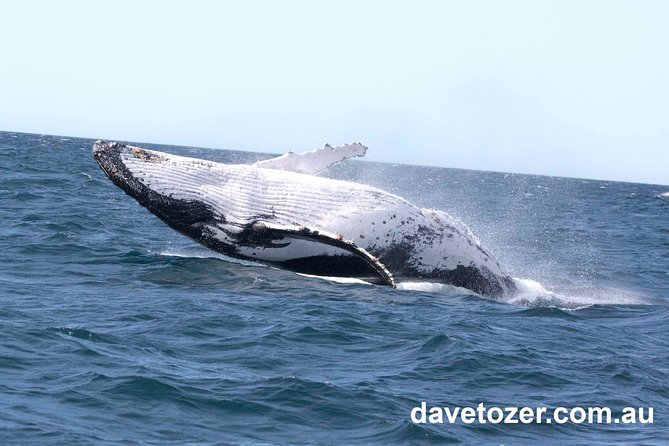 Whale Watching Sailing Experience in Sydney - Is the $71.01 price good value?