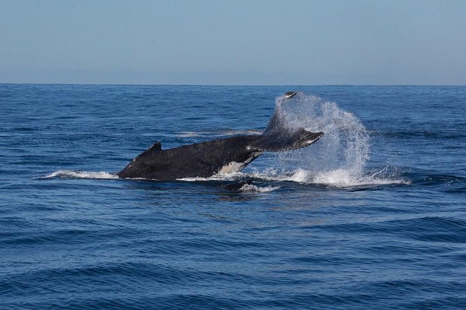 Whale Watching Sailing Experience in Sydney - Who should choose this sailing trip?
