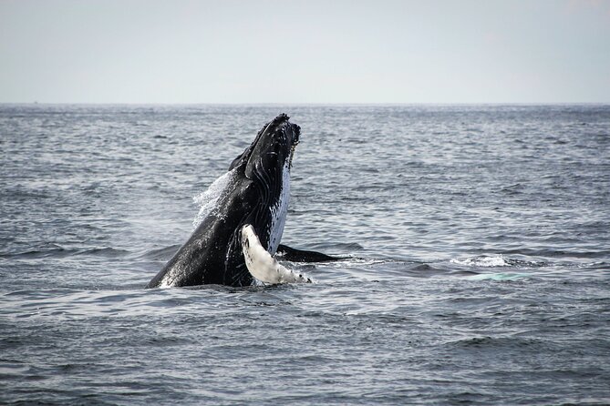 Whale Watching Snorkel Combo - Checking In at 8am Near the Marina