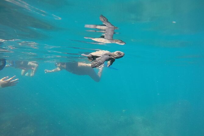 Whale Watching Snorkel Combo - What You May See From the Boat