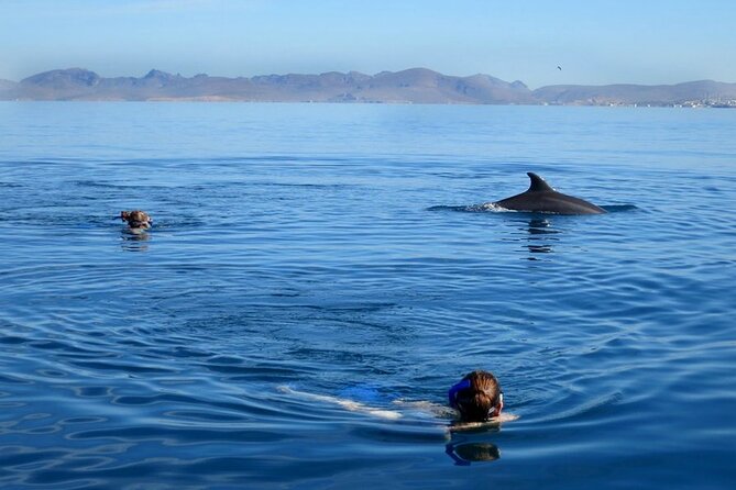 Whale Watching Snorkel Combo - The Value of $175 Per Person