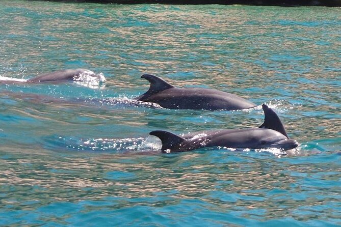 Whale Watching Snorkel Combo - Timing, Weather, and What to Bring