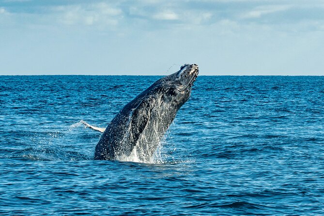 Whale Watching & Snorkeling Combo in Los Cabos with Photos Included - The crew is a major part of the experience