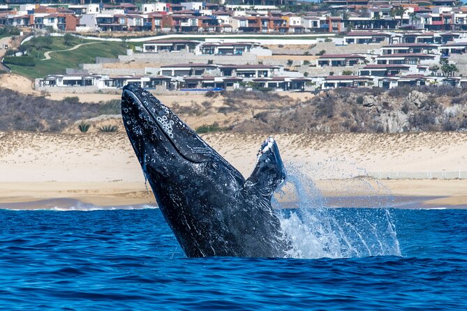 Whale Watching & Snorkeling Combo in Los Cabos with Photos Included - Timing, meeting point, and what to bring