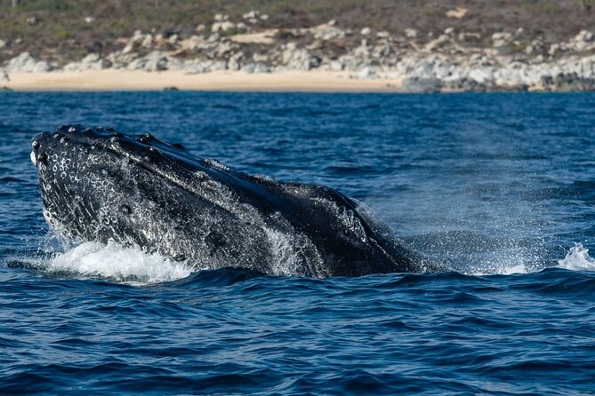 Whale Watching & Snorkeling Combo in Los Cabos with Photos Included - Who should book this Cabo outing