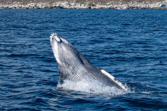 Whale Watching & Snorkeling Combo in Los Cabos with Photos Included - The animals you might see beyond whales