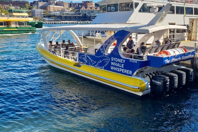 Whale Watching Sydney - Key points to know before you book