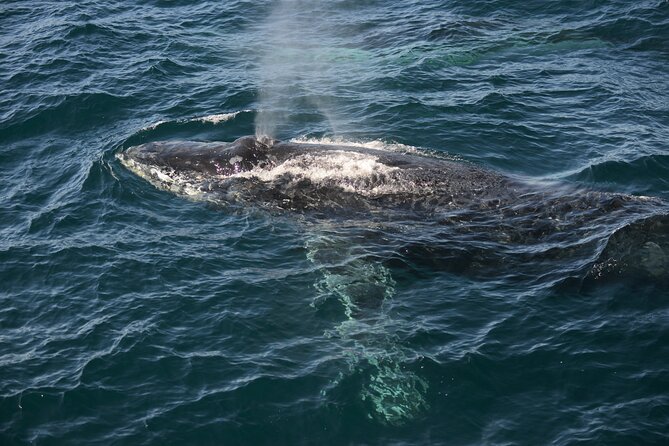 Whale Watching Sydney - The open-ocean search for humpback whales