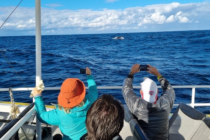 Whale Watching Sydney - What whale sightings can be like
