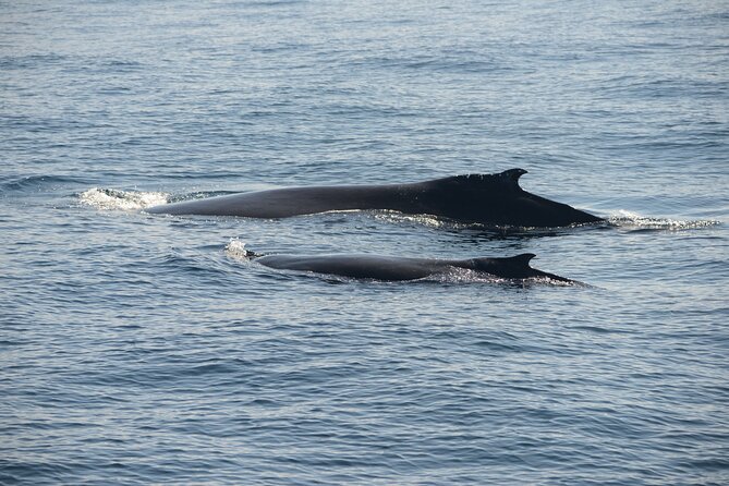 Whale Watching Sydney - The crew and the value of extra effort