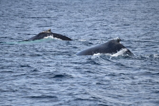 Whale Watching Sydney - Price and what you receive for $61.09