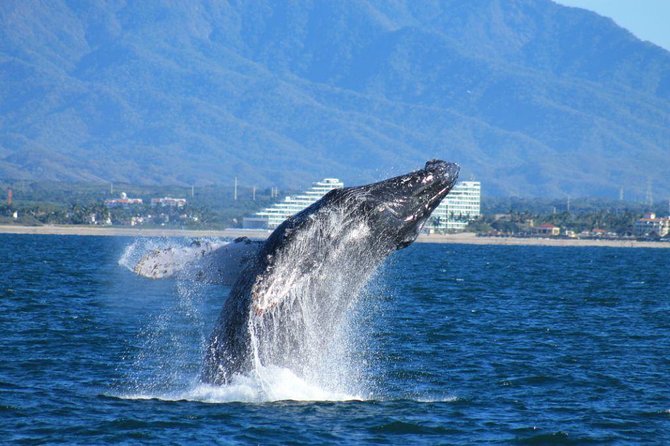 Whale Watching The Best Of Puerto Vallarta - Key points at a glance