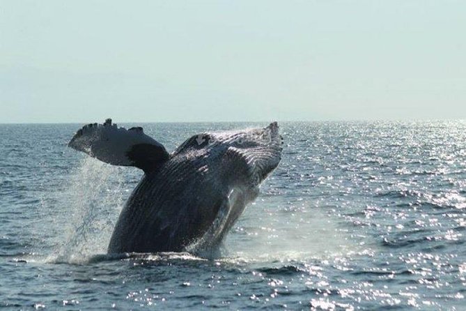 Whale Watching The Best Of Puerto Vallarta - Why Banderas Bay is the real attraction